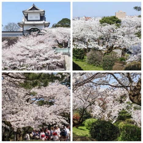石川県兼六園の桜が満開です。とても綺麗でした。人の波もピークです。