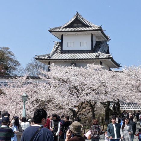 兼六園の桜は今がピーク。金沢城の周りがきれいです。