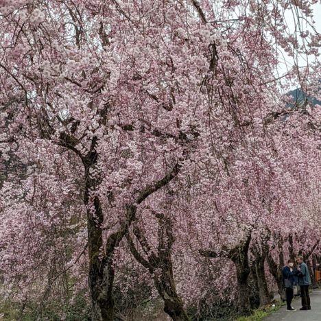 桜と波瑠さん。きれいです。
