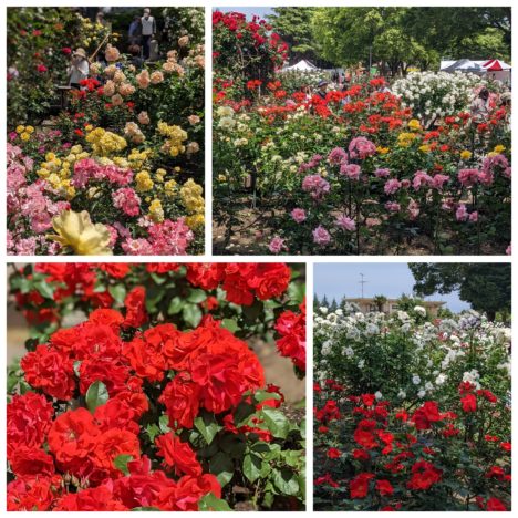 大河ドラマ『どうする家康』出演の有村架純さん、松本潤さん、松井玲奈さん。戦国の女性の戦いも大変です。