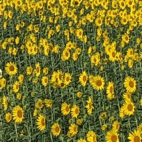 ドラマ『こっち向いてよ向井くん』出演の生田絵梨花さん、赤楚衛二さん、波瑠さん。