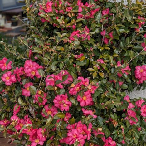 波瑠さんのコラージュ。