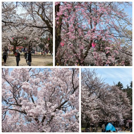 『倶利伽羅源平の郷』の桜🌸は八分咲かな。