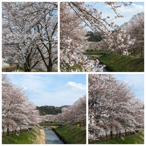 今日は少し足を伸ばして、『高岡古城公園』の桜🌸を撮影。家族で花見の方が大勢いらっしゃいました。いい週末です。
