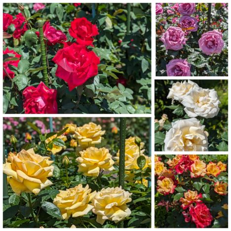 ドラマ『花咲舞が黙ってない』出演の今田美桜さん。制服がとても似合う美桜ちゃん。半沢直樹が劇団ひとり、イメージが違いすぎて驚き。