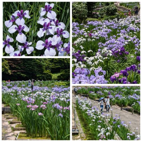 miletちゃんのコラージュ