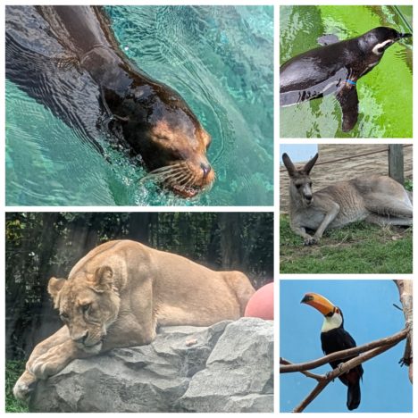 ドラマ『大奥』出演の小芝風花ちゃん