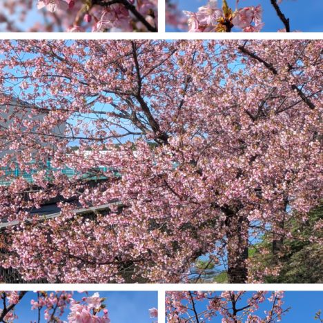 ドラマ『事件は、その周りで起きている』出演の小芝風花 ちゃん、倉科カナさん、笠松将さん。それは警察の闇じゃなくて、ボケだよ