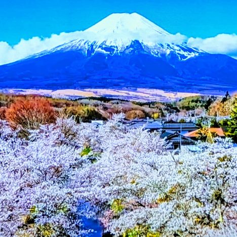 『足羽川 桜並木』満開の夜桜、今年もキレイでした