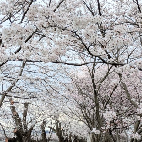 小芝風花ちゃん『ピクミンシリーズ』集大成、かわいいですね